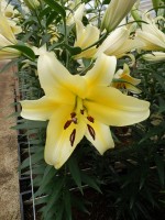 [5178 Serano No02.JPG]